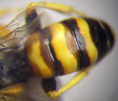 Dinetus pictus