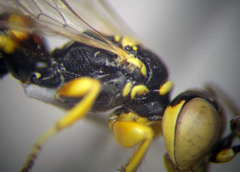 Dinetus pictus