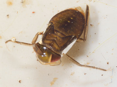 Corixidae