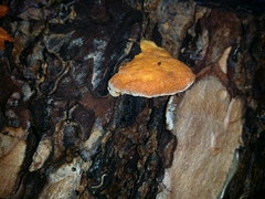 Piptoporus australiensis