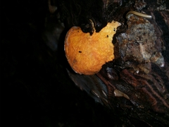 Piptoporus australiensis