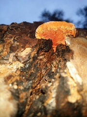 Piptoporus australiensis