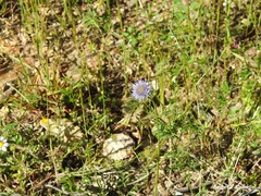 Vicia sativa nigra