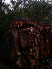 Piptoporus australiensis