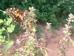 Papilio demodocus demodocus