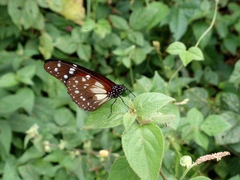 Tirumala formosa mercedonia