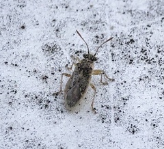 Brachycarenus tigrinus