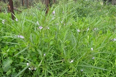 Solanum vescum