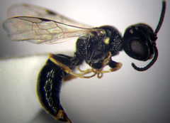 Diodontus minutus