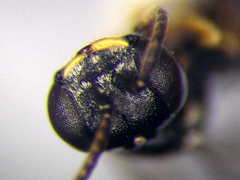 Diodontus minutus