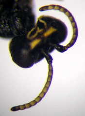 Diodontus minutus