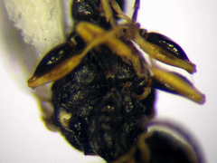 Diodontus minutus