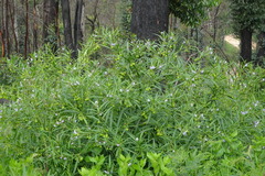 Solanum vescum