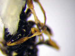 Diodontus minutus