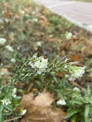 Berteroa incana