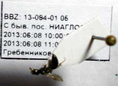 Diodontus minutus