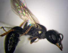Diodontus minutus