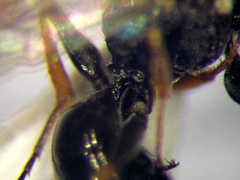 Diodontus minutus