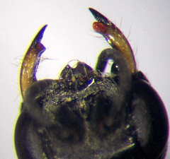 Diodontus minutus