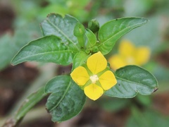Ludwigia perennis