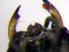 Diodontus minutus