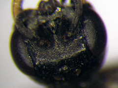 Diodontus minutus