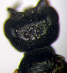 Diodontus minutus