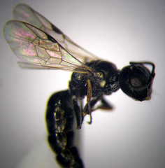 Diodontus minutus