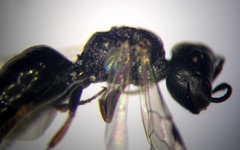 Diodontus minutus