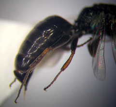 Diodontus minutus