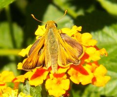 Atalopedes campestris huron