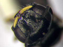 Diodontus minutus