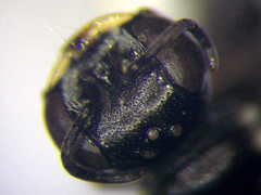 Diodontus minutus