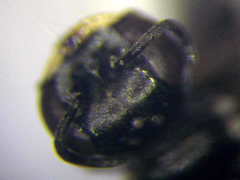 Diodontus minutus