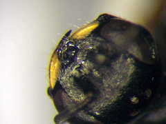 Diodontus minutus