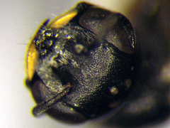 Diodontus minutus