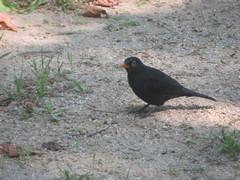 Turdus merula