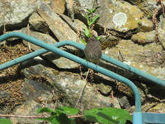 Phoenicurus ochruros