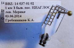 Diodontus minutus