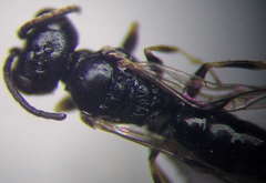 Diodontus minutus
