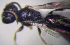 Diodontus minutus