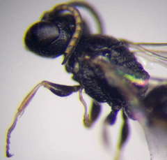 Diodontus minutus