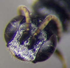 Diodontus minutus