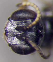 Diodontus minutus
