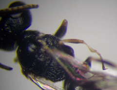 Diodontus minutus