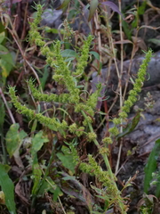 Rumex maritimus