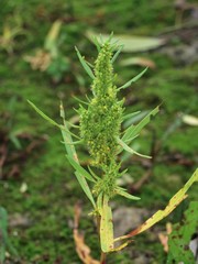 Rumex maritimus