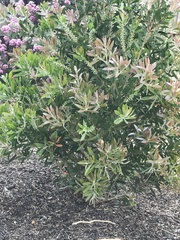 Callistemon