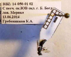 Diodontus minutus