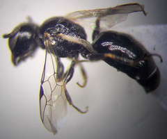 Diodontus minutus